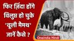 'woolly mammoths' हाथी का फिर से होगा पुनर्जन्म, Project पर काम शुरु | वनइंडिया हिंदी