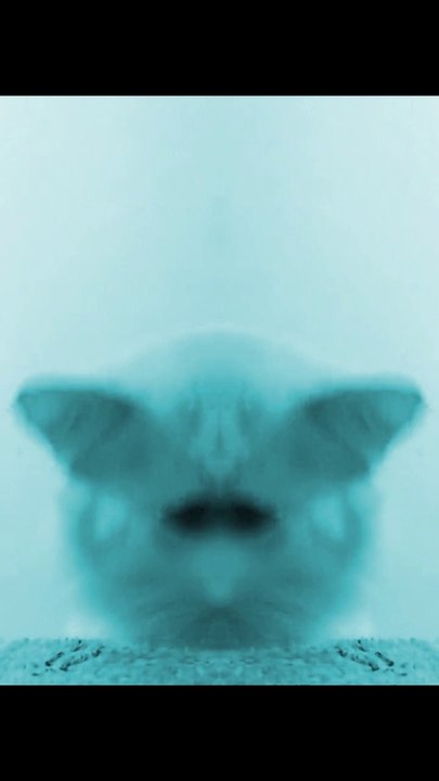 #cat #gato