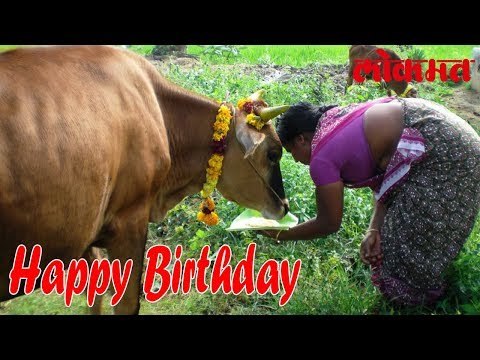 या शेतकर्‍याने साजरा केला गायीचा पहिला वाढदिवस, बघा हा अनोखा वाढदिवस | Lokmat News