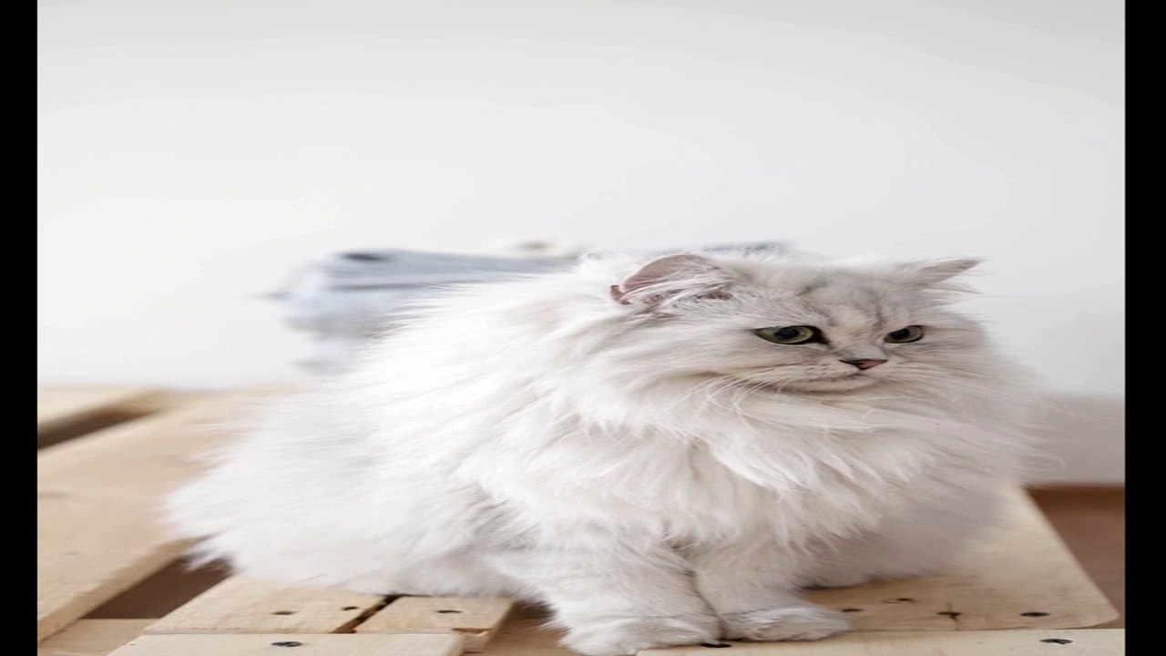 3 unknown fact about cats
