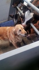 Golden Retriever Visits Bovine Buddies