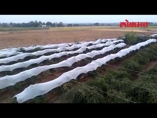 सोलापूर : उन्हापासून संरक्षण व्हावं म्हणून शेतक-यांनी घातलं डाळिंबांना पांघरुण
