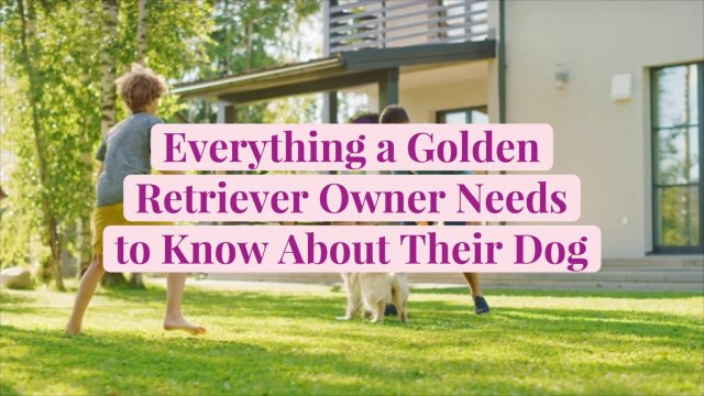 Everything a Golden Retriever Owner Needs to Know About Their Dog