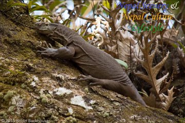 Reptiles Found In Nepal _ Reptiles Of Nepal _ Rare Reptiles In The World __HD