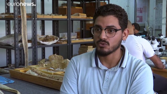 Анубис - кит, который жил на суше