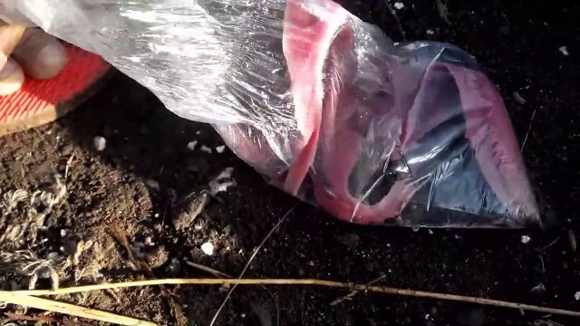 Ces vers marins sont vraiment très étranges et mysterieux