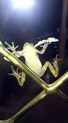 Cette grenouille trop gourmande se retrouve avec un papillon énorme dans la bouche