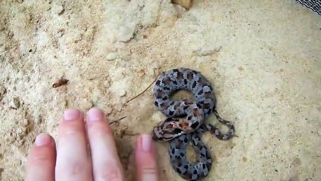 Ce serpent a une technique incroyable pour échapper aux prédateurs