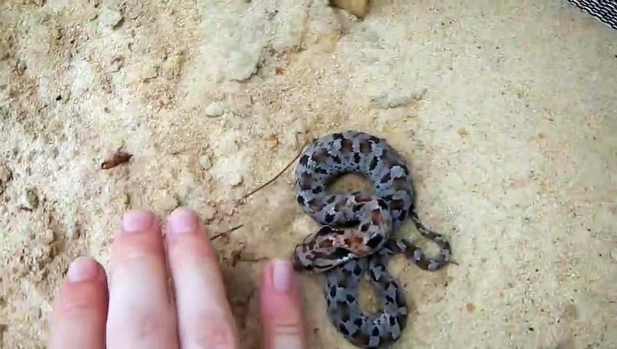 Ce serpent a une technique incroyable pour échapper aux prédateurs