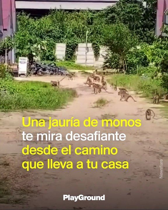 El ataque de los Monos Hambrientos