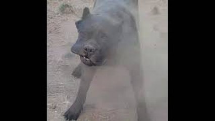 Doggo Takes Dirt Bath