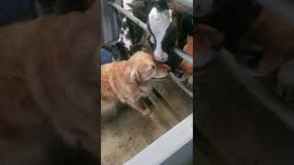 Golden Retriever Visits Bovine Buddies