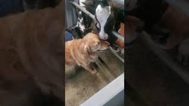 Golden Retriever Visits Bovine Buddies