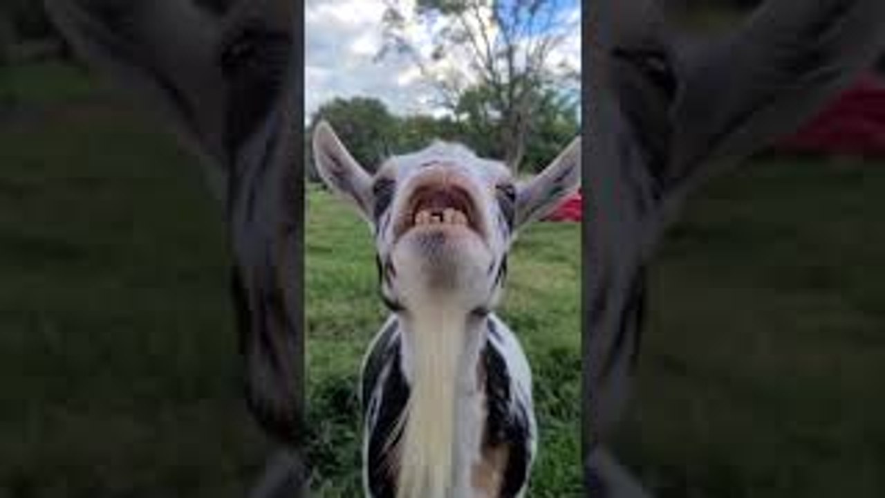 Happy Goat Has Glowing Smile