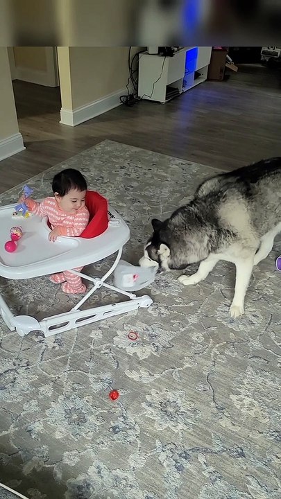 Husky Plays With Jug While Baby Laughs