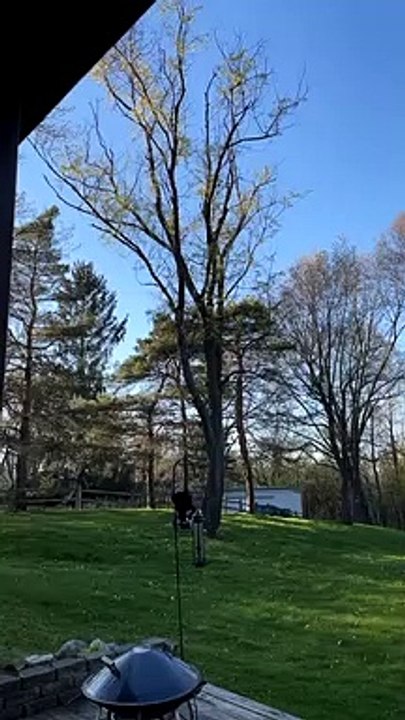 Toppling Timber Goes Terribly Wrong