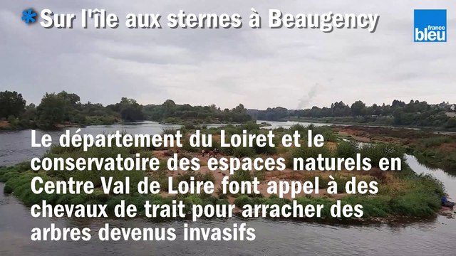 Des chevaux de trait sur l'île aux sternes à Beaugency
