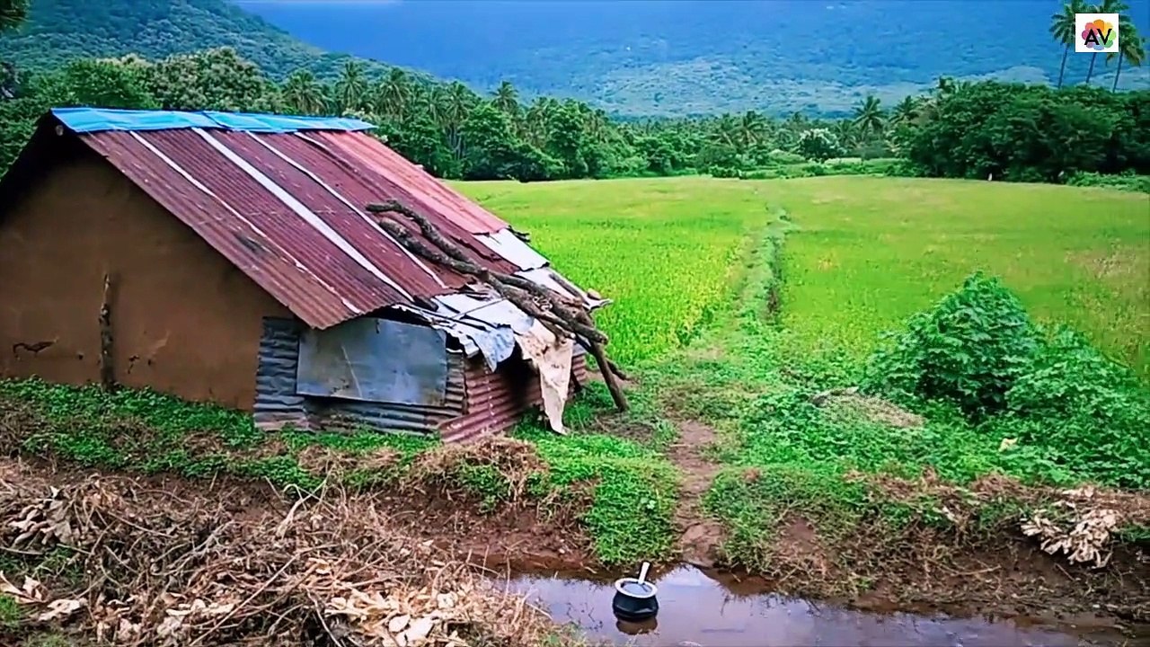 Beautiful Village and Rice Fields @ Tamilnadu State