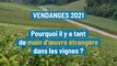 Pourquoi y a-t-il tant de main-d'œuvre étrangère dans les vignes pour les vendanges ?