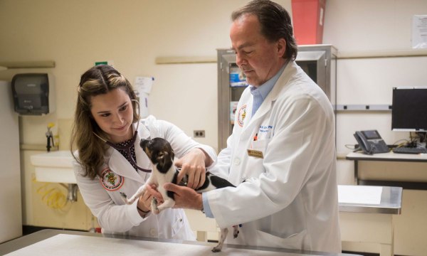 Tiny Puppy Born With Upside-Down Paws Now Able To Walk Thanks to OSU College of Veterinary