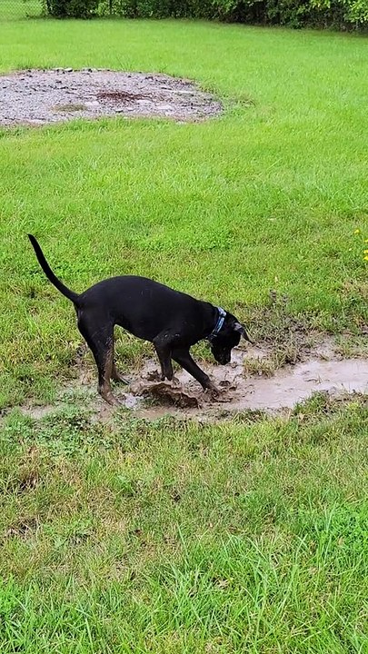 Doggie Makes A Muddy Mess