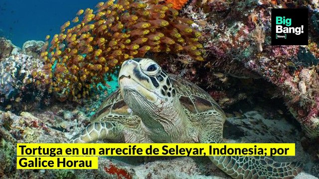 Las impresionantes imágenes en las profundidades del mar, captadas por fotógrafos submarinistas