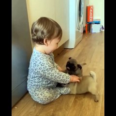 AWW SOO Cute and Funny Pug Puppies - Funniest Pug Ever #31