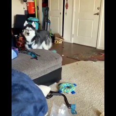 Funny And SOO Cute Husky Puppies Compilation #25 - Cutest Husky Puppy