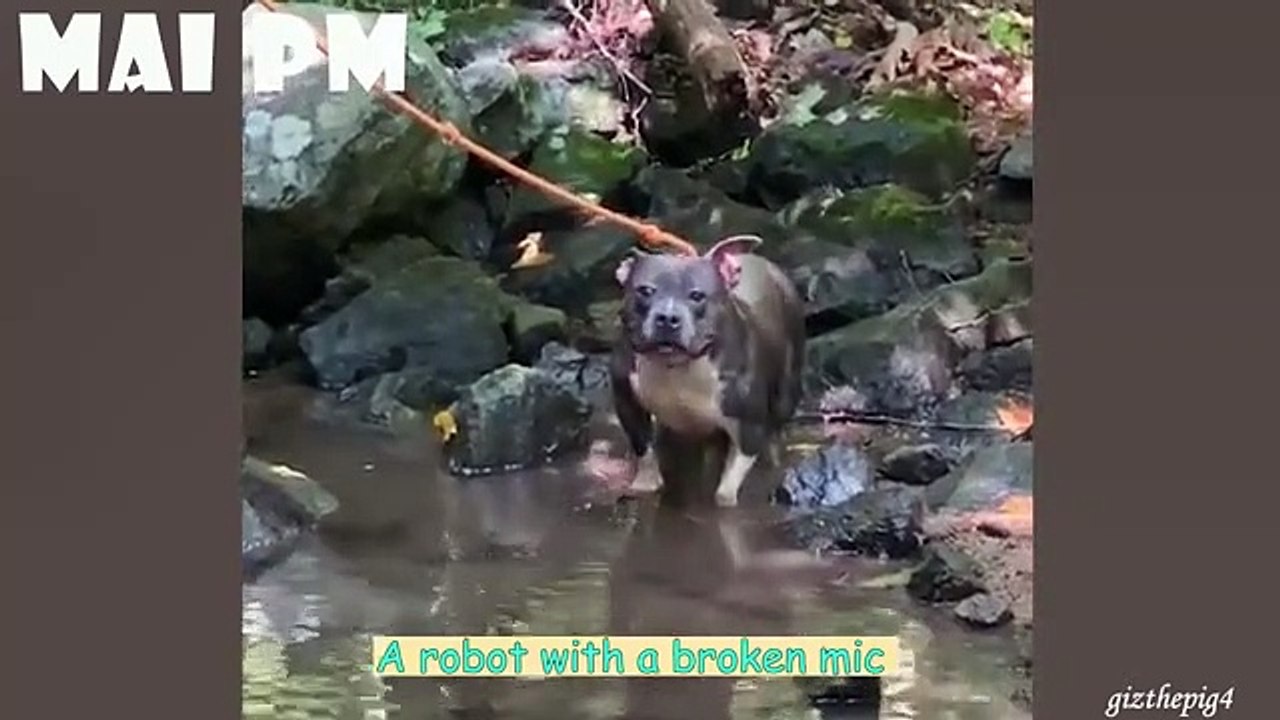 Best of FUNNIEST DOG compilation Will Make You Laugh All Day