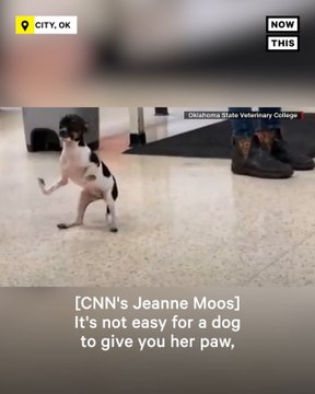 Puppy Born with Upside-Down Paws Learns to Walk