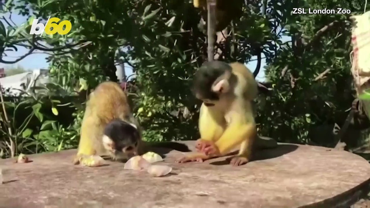 Squirrel Monkeys Enjoy Icy Treats To Beat the Summer Heat!