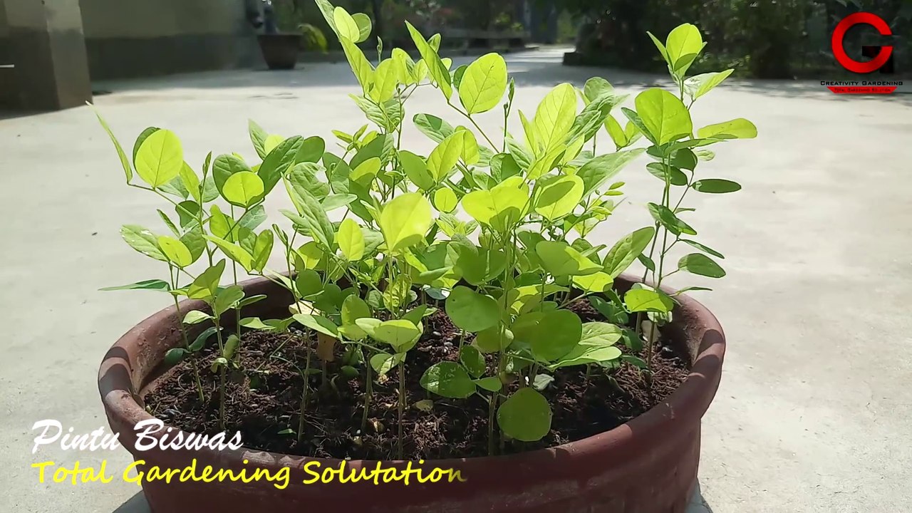 How to grow Aparajita from seeds