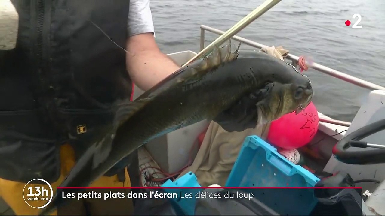 Gastronomie : à la découverte du loup, un poisson emblématique pêché en méditerranée