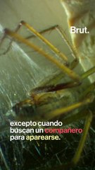 ¿Por qué no hay que matar a las arañas?