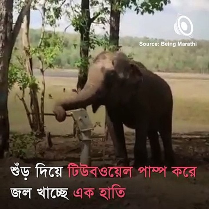 This Viral Video Of An Elephant Will Definitely Touch Your Heart