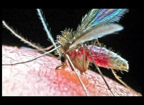 Independencia Tecnológica | Dr. Jacinto Convit pionero en la investigación en inmunología de enfermedades infecciosas