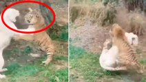 Hırçın kükreme sesleri ürküttü! İşte beyaz aslan ve kaplanın nefes kesen kapışma anı