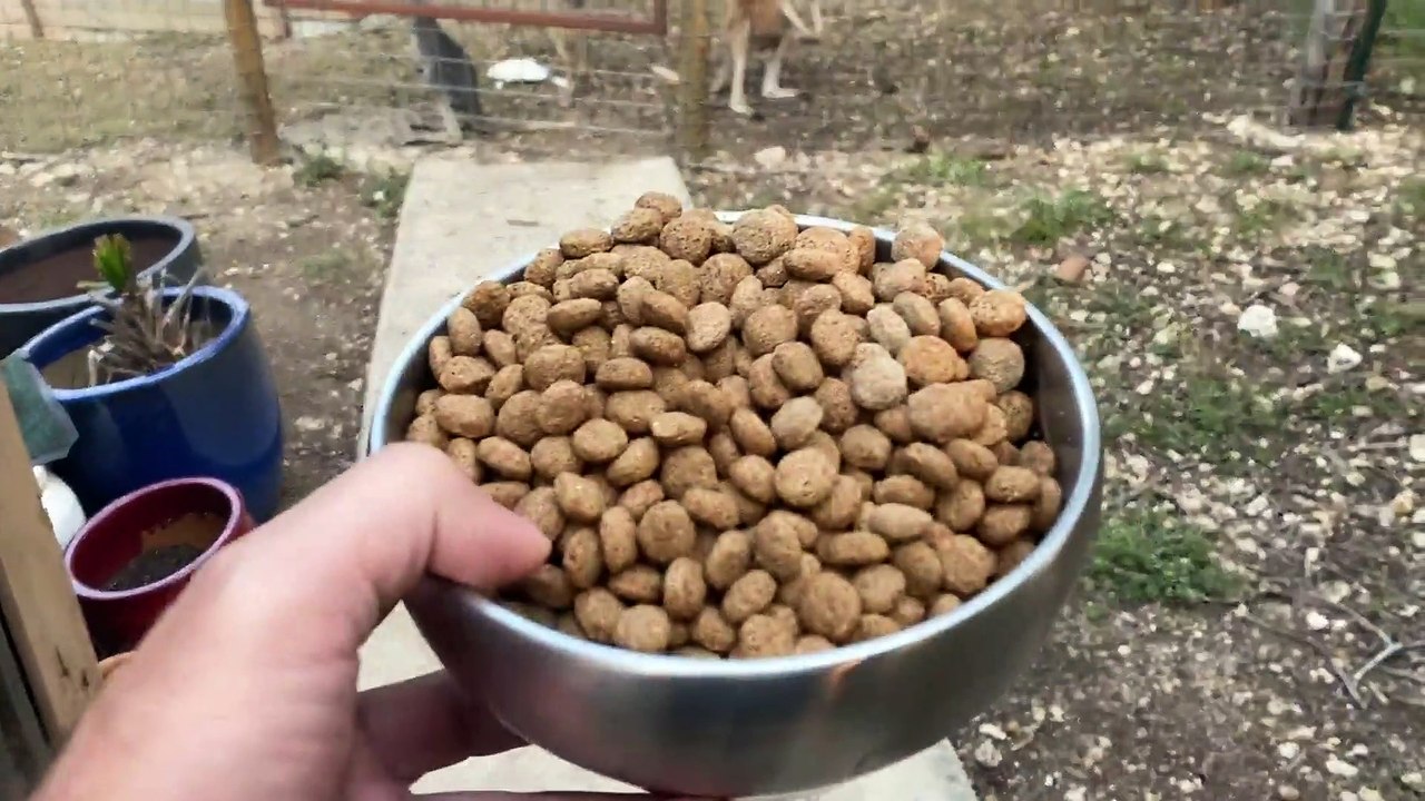 Man tries to feed a baby kangaroo but all it wants to do is box ❤️ so cute!