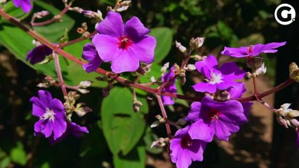 MIRANTE DA FONTE GRANDE