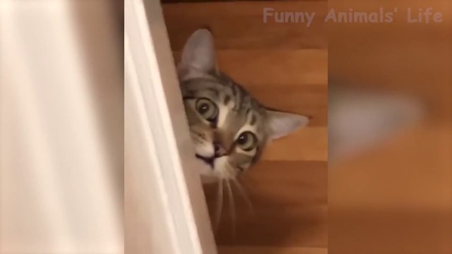 Chats drôles et réactions Chiens Essayez de ne pas rire - Funny Cats And Dogs Reactions Try Not To Laugh