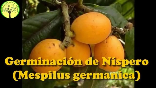 Como germinar semillas de Níspero (Eriobotrya japonica)