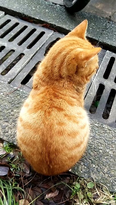 Pusa Naghihintay?