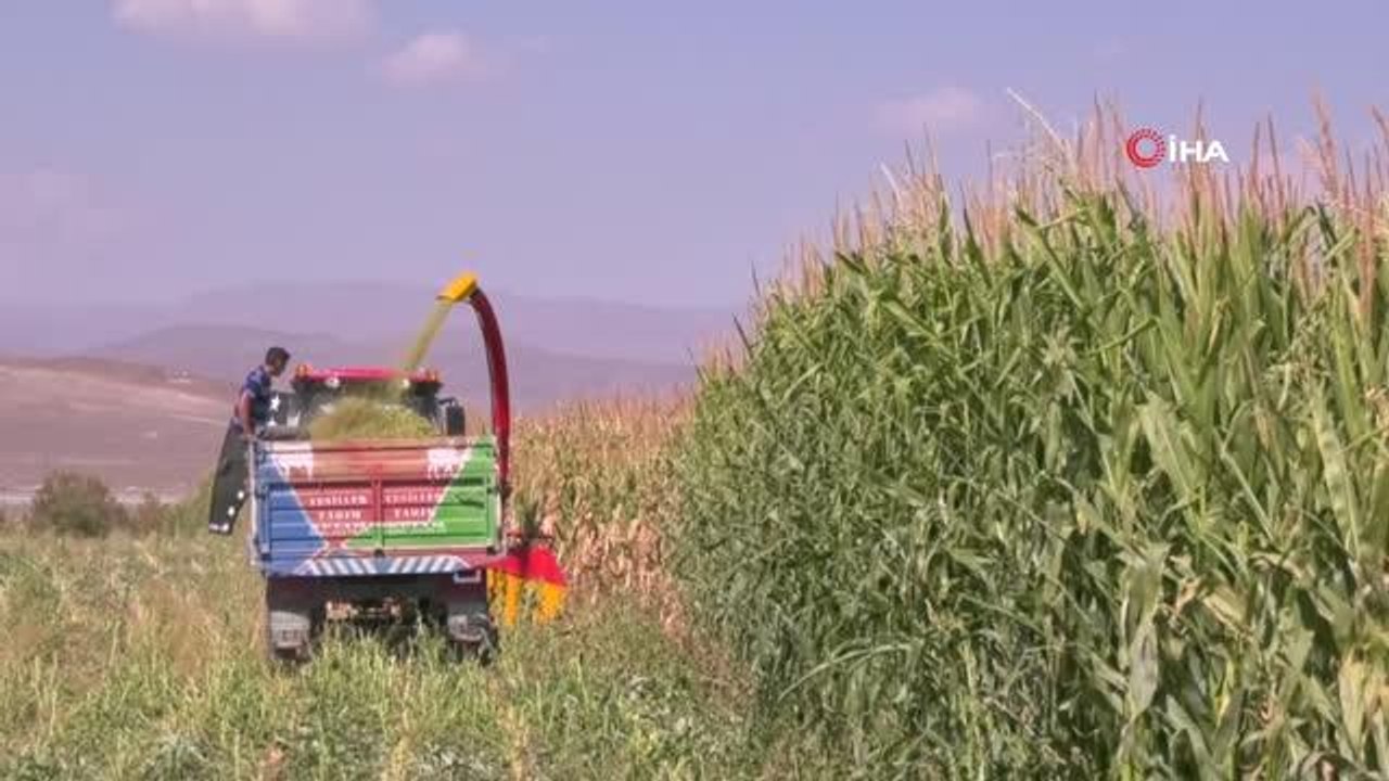 Kars'ta mısır sılajı hasadı başladı