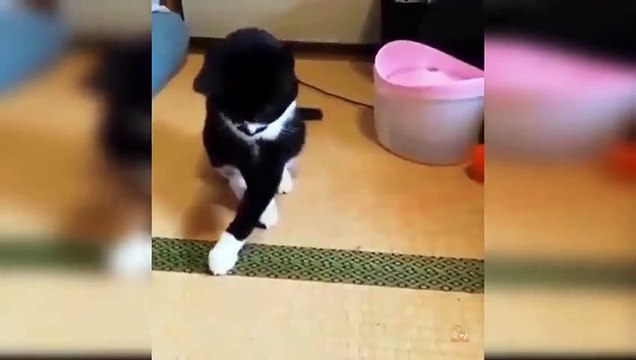 Y2Mate.is - Baby Cats - Cute and Funny Cat Videos Compilation #34  Aww Animals-ByH9LuSILxU-480p-1631425886064