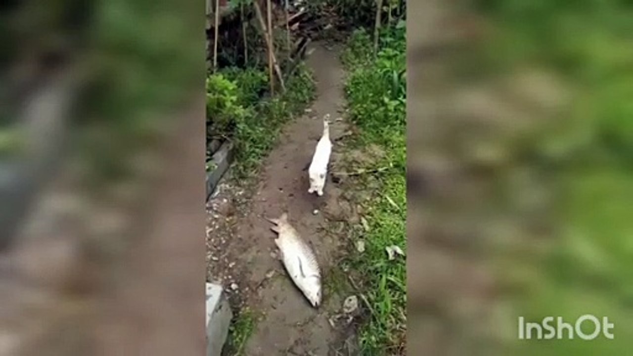Fish & Cat 