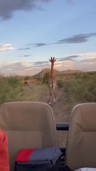 Giraffe Funny Moments