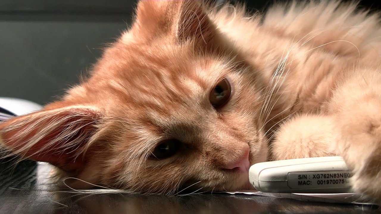 Cat - 2449
