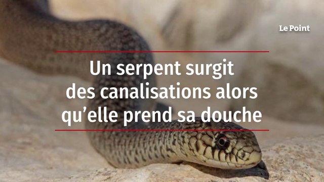 Un serpent surgit des canalisations alors qu’elle prend sa douche