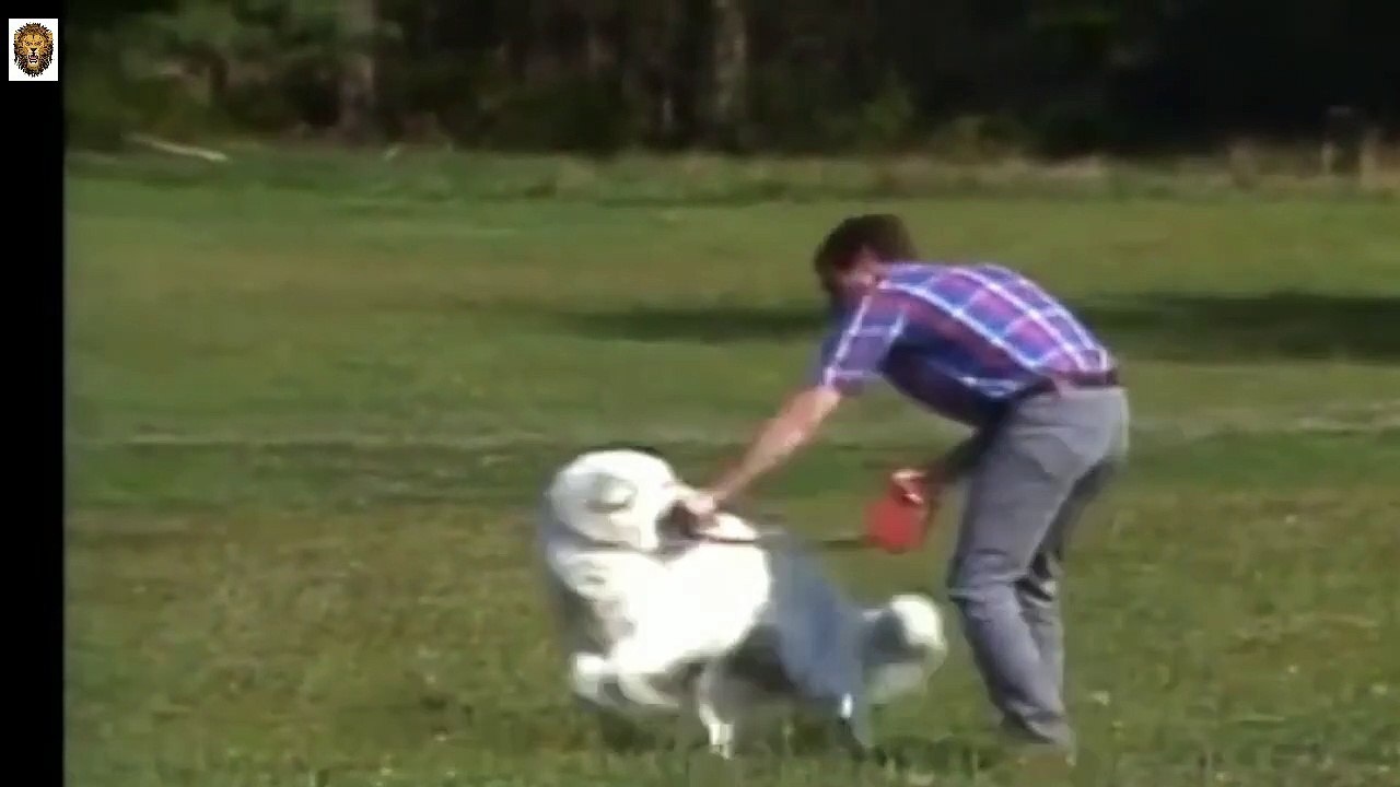 Kuvasz Dog - Kuvasz Dog Skills