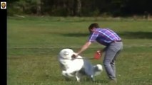 Kuvasz Dog - Kuvasz Dog Skills